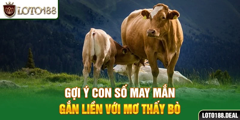Gợi ý con số may mắn gắn liền với mơ thấy bò