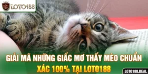 Giải mã những giấc mơ thấy mèo chuẩn xác 100% tại Loto188